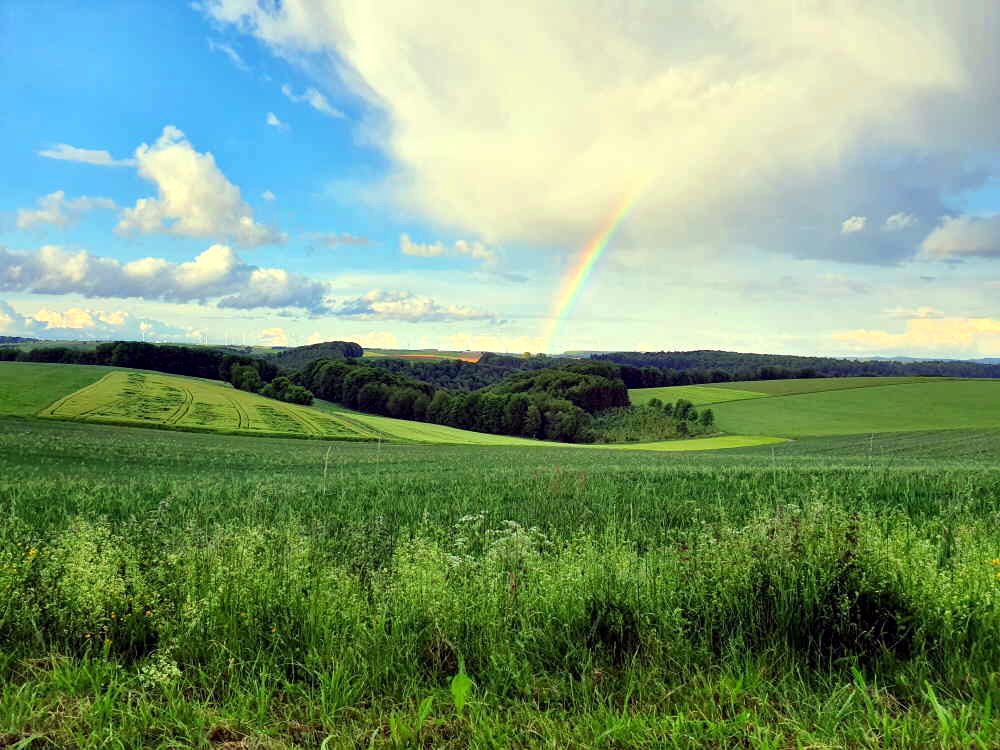 Wiese
